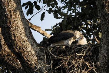 Female Harpy eagle, Harpia harpyja, feeding her 4 month old chick, Alta Floresta, Amazon, Brazil