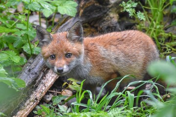 Renardeau roux (Vulpes vulpes), Neuchâtel, Suisse.
