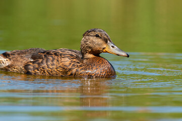 duck on the water