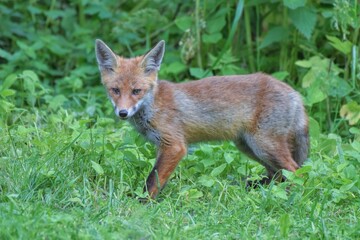Renardeau roux (Vulpes vulpes), Neuchâtel, Suisse.
