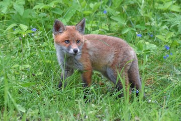 Renardeau roux (Vulpes vulpes), Neuchâtel, Suisse.