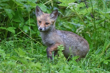Renardeau roux (Vulpes vulpes), Neuchâtel, Suisse.