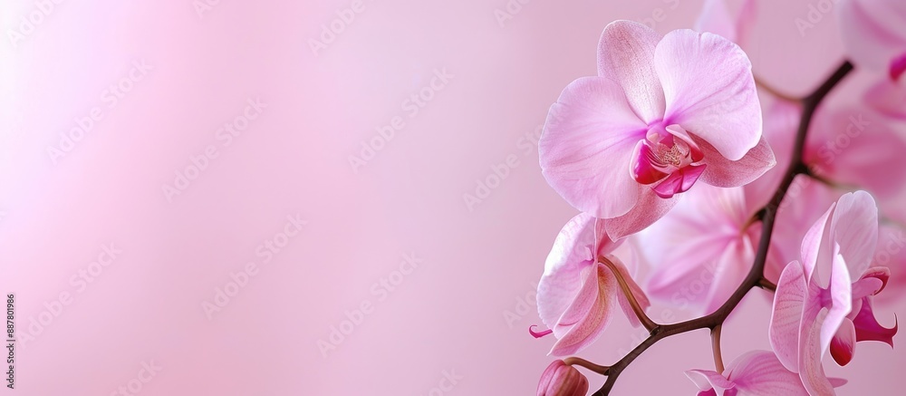 Poster Pink orchid on a blank background with space for text or other elements commonly referred to as a copy space image