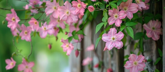 Pink clematis thrives on a wooden arbor with a backdrop of blooming pink dogwood creating a picturesque scene with copy space image
