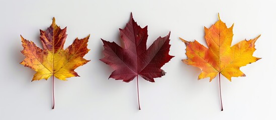 Fototapeta premium A top down view of three colorful maple leaves on a white background symbolizing various stages of autumn leaf maturity with copy space image