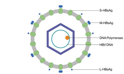 Detailed Vector Illustration of Hepatitis B Virus Structure on White Background Featuring Viral Components and Morphology.