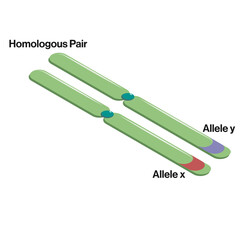 Detailed Vector Illustration of Allele Variation on Homologous Chromosomes: Pairing, Crossing
Over, and Genotype Formation