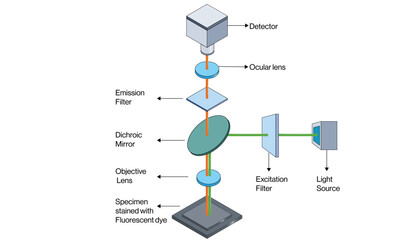 Fluorescence Microscopy Principle and Equipment Scientific Vector Illustration with White Background.