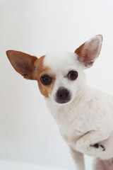 Porträt eines Chihuahua