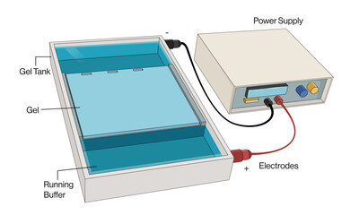 Agarose Gel Electrophoresis Principle and Equipment Scientific Vector Illustration with White Background.
