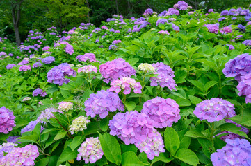 上磯ダムのアジサイ