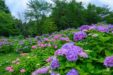上磯ダムのアジサイ