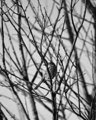 A small european bird in black and white