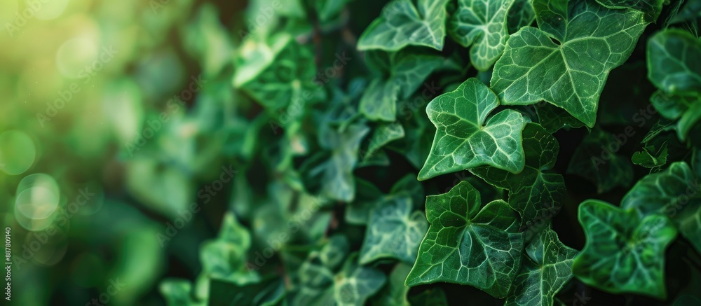 Poster green ivy leaves with a natural background and copy space image
