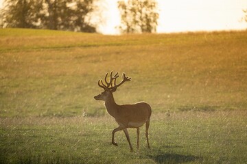 A big male deer in a field with big horns