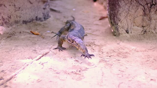 A monitor lizard walks on the sand between the trees. A giant lizard strolls along the sandy beach of Komodo National Park in Indonesia. Komodo dragon Varanus komodoensis.