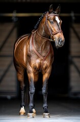 Elegant Brown Horse Portrait