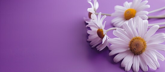 Fototapeta premium Square background featuring gentle chamomile flowers on a purple toned backdrop with copy space image