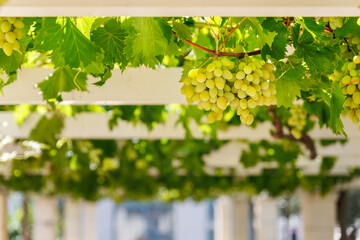Bunches of ripe green grapes hang on white wooden pergola  perspective passage tunnel. Vineyard fruit harvest canopy arbor vineyard nature background