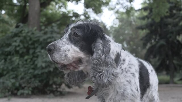 A black and white cocker dog in a park.