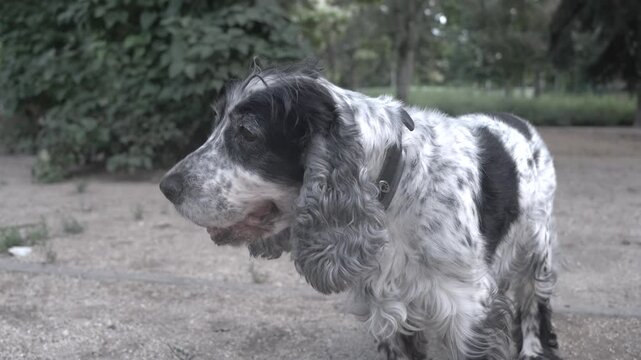 A black and white cocker dog in a park.