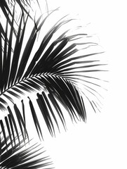 Obraz premium A close-up image of a palm frond silhouette against a white background