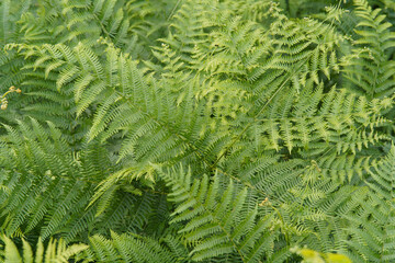 Dense green thickets of green fern on the side of the road