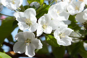 Beautiful white apple blossoms and green leaves close-up. Natural spring natural background. The fruit tree is blooming