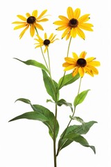 Fototapeta premium A close-up of a bouquet of yellow coneflowers with green leaves isolated against a white background.