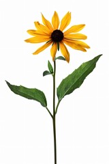 Fototapeta premium A single yellow coneflower with dark brown center blooms on a thin stalk against a white background.