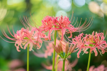Spider lily flowers in a garden 