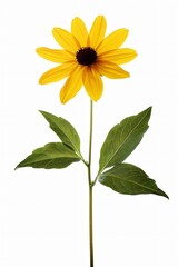 Fototapeta premium Tall single yellow flower with a brown center on thin green stem and two leaves