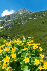 Yellow flowers in the foreground against the backdrop of mountains. Beautiful summer landscape in the Tatra Mountains, Poland.