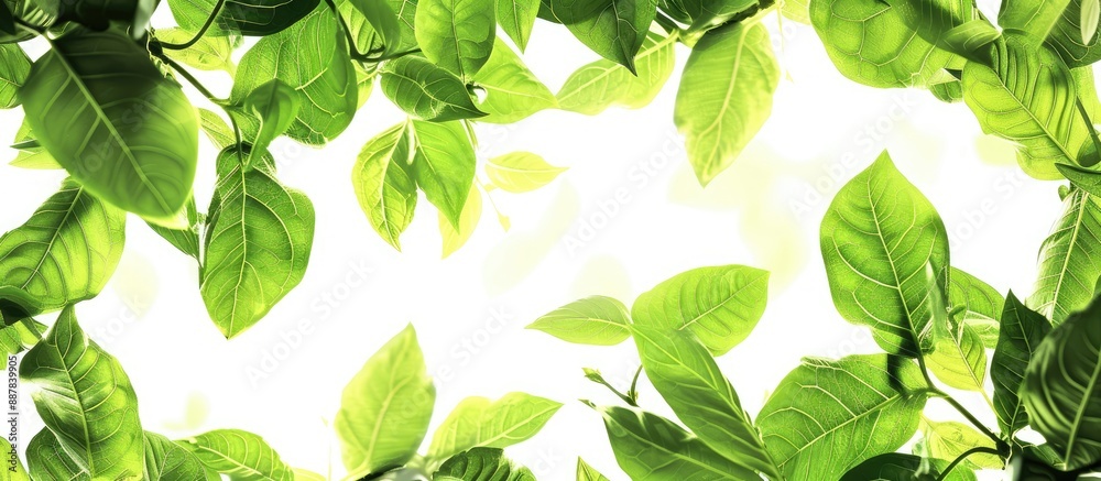 Leinwandbilder fresh green leaves creating a serene natural setting with ample copy space image