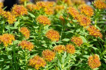 Beautiful flowers of Rhodiola rosea. golden root