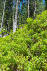 Blueberry bushes in a mountain forest. Summer landscape.