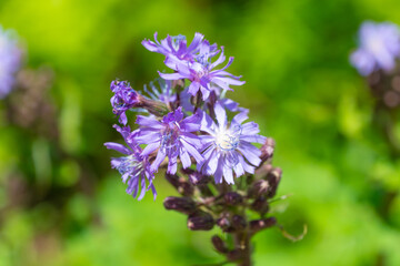 Beautiful purple flowers of Cicerbita alpina, close-up. the alpine sow-thistle