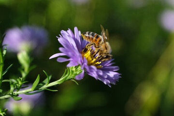 Nature photo of a bee on a purple flower and green blurred background - Stockphoto