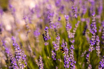 Lavender fields in San Felices, Soria, Spain. Bee flying over lavender fields.