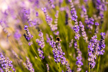 Obraz premium Lavender fields in San Felices, Soria, Spain. Bee flying over lavender fields.