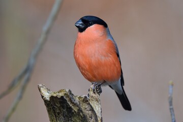 Bouvreuil pivoine (Pyrrhula pyrrhula), Neuchâtel, Suisse.