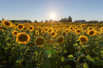 Obraz premium Beautiful field of sunflowers captured during golden hour