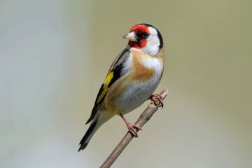 Chardonneret élégant (Carduelis carduelis), Neuchâtel, Suisse.