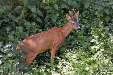 Chevreuils (Capreolus capreolus), Neuchâtel, Suisse.