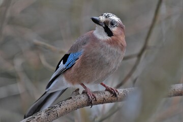 Geai des chênes (Garrulus glandarius), Neuchâtel, Suisse.