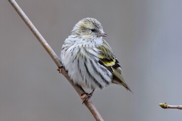 Tarin des aulnes (Spinus spinus), Neuchâtel, Suisse.