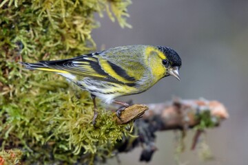 Tarin des aulnes (Spinus spinus), Neuchâtel, Suisse.