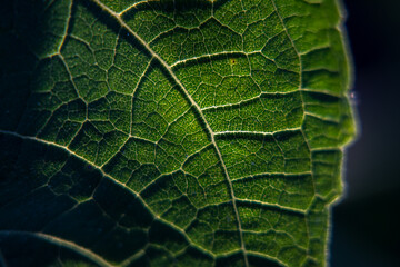 Close up macro photo of a green leaf pattern like a veins or skeleton of a plant