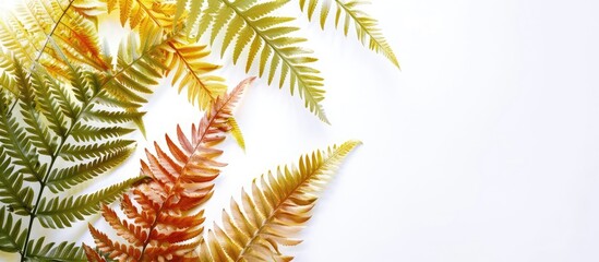 Exotic colored fern leaves set against a white copy space image perfect for nature themed designs