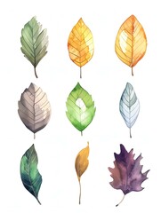 Obraz premium Set of minimal watercolor leaves vectors
